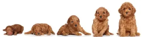 강아지 나이 계산법