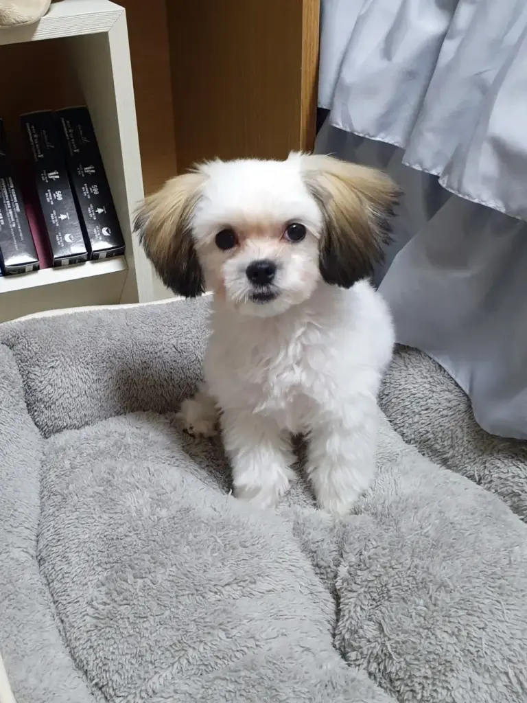 강아지 눈물 줄이는 법 싹 없앤 우리집의 특급 관리 팁