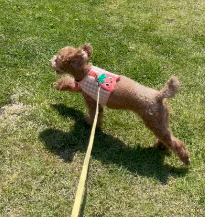 강아지 골절 종류, 증상, 수술 후 관리법 총정리