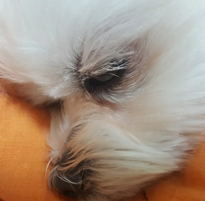 강아지 눈 다래끼 그냥 두면 안되는 이유. 증상, 원인, 치료 총정리