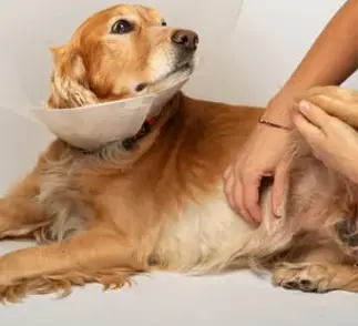 강아지 슬개골 탈구 증상, 수술 비용과 예방까지 한 번에 정리