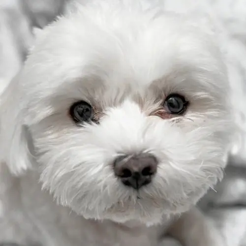 말티즈의 수명, 성격, 특징, 장단점