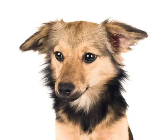 귀여운 견종 추천과 강아지 인기 순위