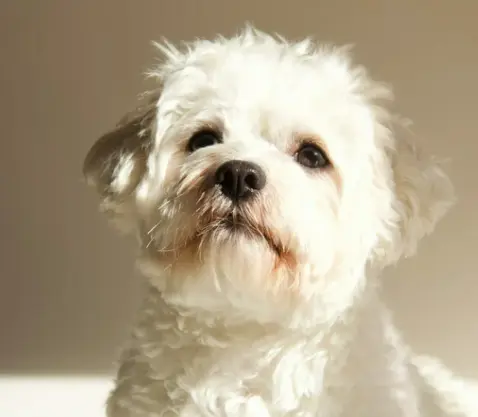 오래 사는 강아지 품종 TOP 7과 장수 비결