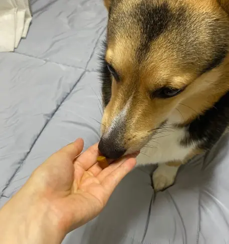 강아지 눈이 침침? 시력 테스트 5가지 및 저하 신호