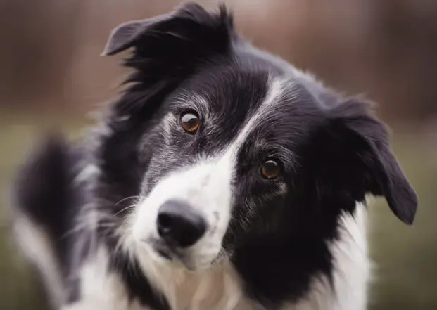 오래 사는 강아지 품종 TOP 7과 장수 비결