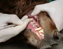 강아지 치주염 증상? 예방 및 관리 안 하면 생기는 일..