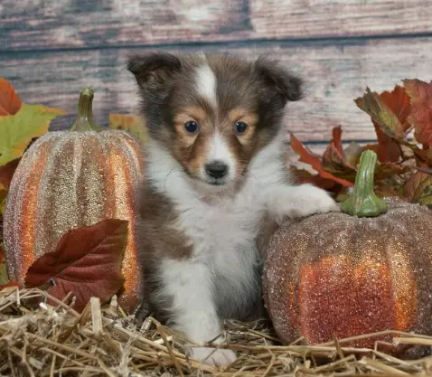 강아지 단호박 급여 방법. 약일까 독일까?