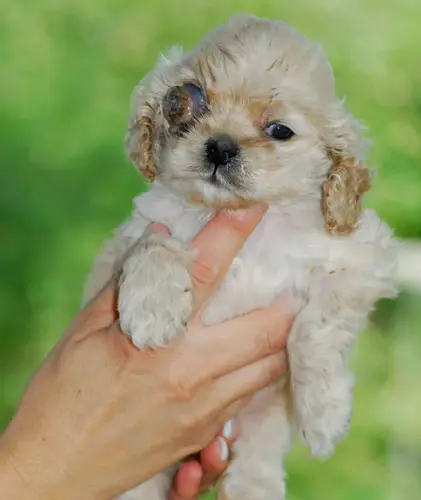 강아지 녹내장 증상, 수술 필수인가? 예방 및 치료법 한 번에 정리