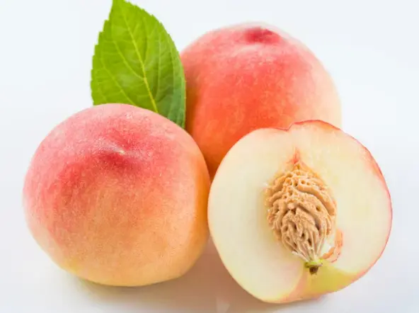 강아지 천도복숭아 먹어도 될까? 안전한 급여 방법