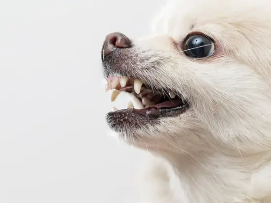 강아지 잇몸 염증, 왜 생기고 어떻게 관리해야 할까?