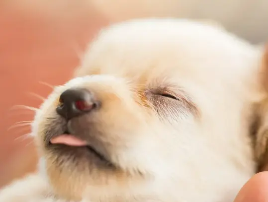 강아지 피로 증상부터 회복 팁 가이드