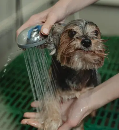 강아지 목욕 물 온도, 화상 위험 없는 황금 온도 측정법