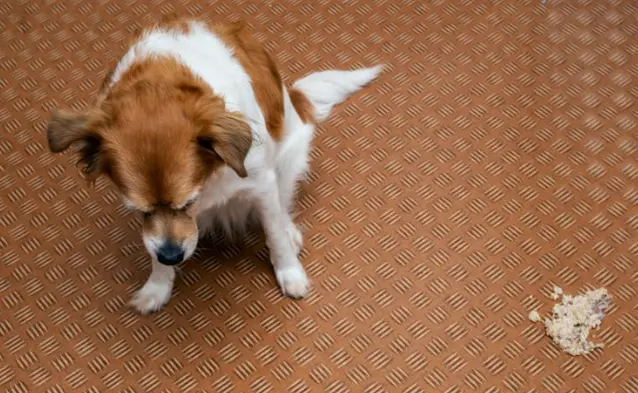 강아지 설탕 섭취 치명적 위험 [증상, 대처 방법]