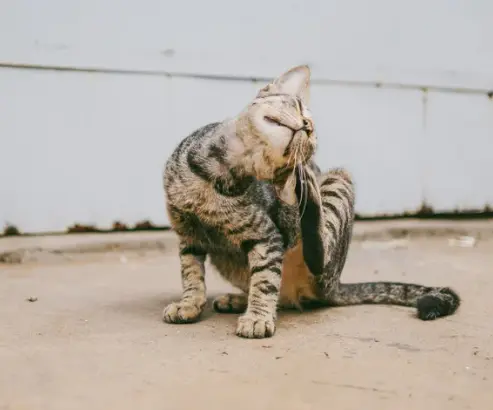 고양이 링웜 증상, 원인, 치료, 예방 총정리 원형탈모 무슨일?