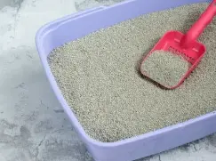 고양이 배변 훈련 시기, 방법 실패 없는 초보 집사 가이드