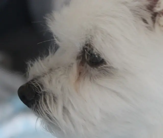 우리 강아지 눈곱, 괜찮은 걸까? 색깔로 알아보는 건강 적신호!