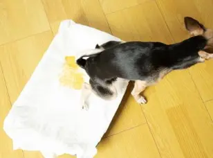 강아지가 혈뇨를? 방광염과 결석 원인, 증상, 예방법 총정리