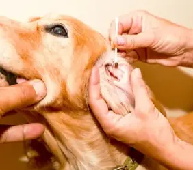 강아지 귀 진드기 검은 찌꺼기 원인, 증상 및 치료법