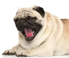 강아지 재채기 알레르기 vs 감기 구별 팁