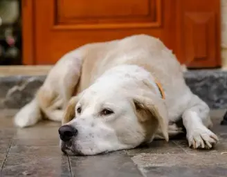 강아지 무기력? 에디슨병 증상 원인 및 치료법