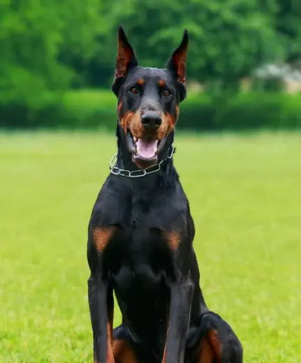 도베르만 성격, 털빠짐 질병 등 완벽 정리