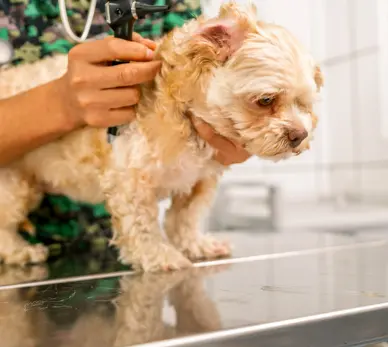 연령별 강아지 건강검진 추가 항목 추천 리스트 비용 및 가격