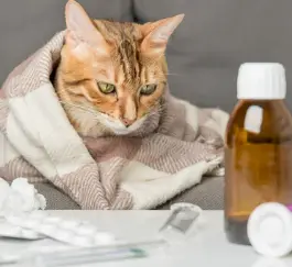 고양이 신부전 증상과 원인 놓치기 쉬운 신호들 총정리