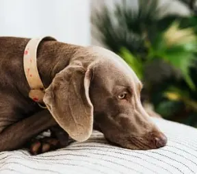 강아지 구강 종양 초기 증상부터 치료법 총정리