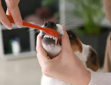 강아지 스케일링 주기와 필요성 마취 괜찮을까요?