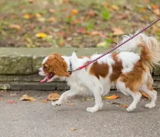 강아지 산책 준비물 리스트 필수 용품 추천
