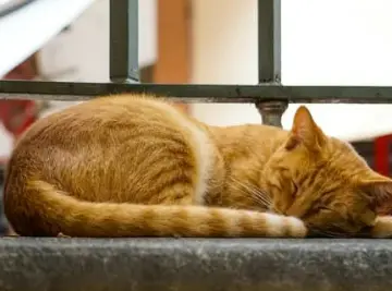 고양이 꿈 해몽 길몽 흉몽 재물운 총정리