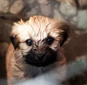 강아지 무료분양 사이트 TOP 5 사기 구별법