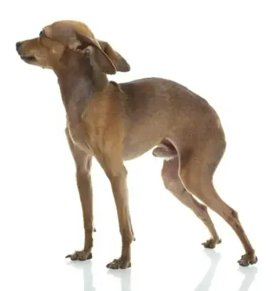 강아지 나이 계산 방법 최신 견종별 환산표 포함