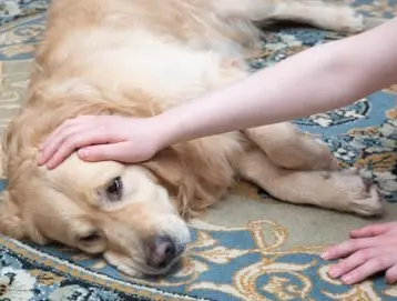 강아지 췌장염 증상 및 관리법 놓치면 큰일