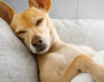 강아지 꿈해몽 상황별 의미 총정리 (길몽 vs 흉몽)