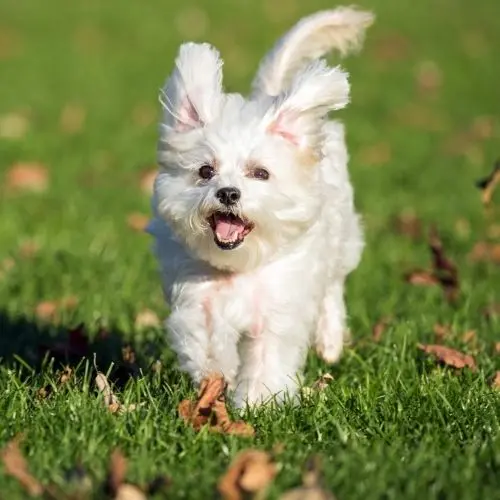 말티즈의 수명, 성격, 특징, 장단점