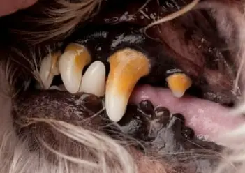 강아지 치석 제거 집에서 가능? 이 글 먼저 보세요.