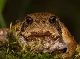 사막비개구리 가격·분양·입양 방법 총정리, 이대로만 하세요