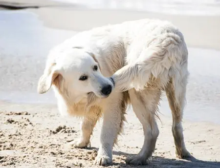우리 강아지 꼬리물기, 귀여운 장난? 아님 SOS 신호?!