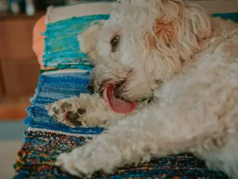 강아지 발 핥는 이유 스트레스 대처법