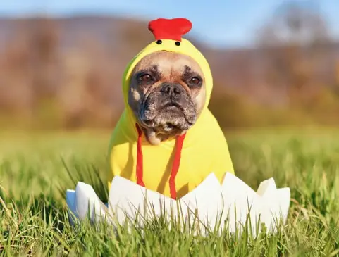 강아지 수제 계란 간식 레시피 주의사항