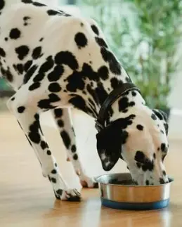 강아지 식기 높이와 올바른 밥 먹는 자세