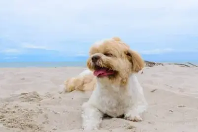 강아지 더위 먹었나? 여름 보양식 BEST 7