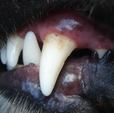 강아지 치석, 왜 생기고 어떻게 제거해야 할까?