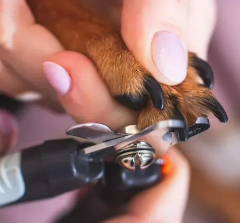 강아지 며느리발톱, 그냥 둬도 괜찮을까요? 관리, 제거, 수술 총정리
