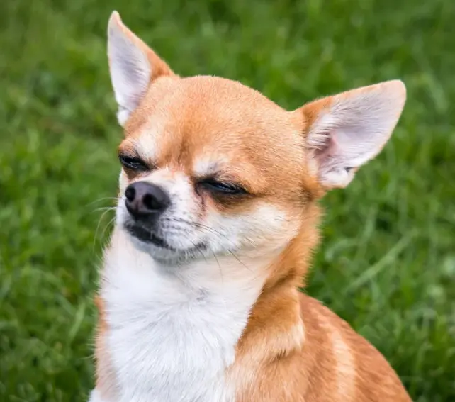 오래 사는 강아지 품종 TOP 7과 장수 비결