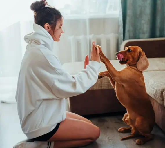 강아지 하루 놀이 시간 및 운동량 기준 [나이, 견종별]