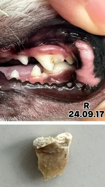 강아지 치석제거 치약 20개 넘게 분석해본 결과