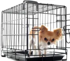 강아지 입양 전 필수 준비물 체크리스트 10가지